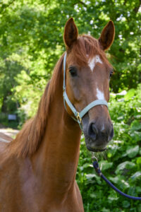Hennie
